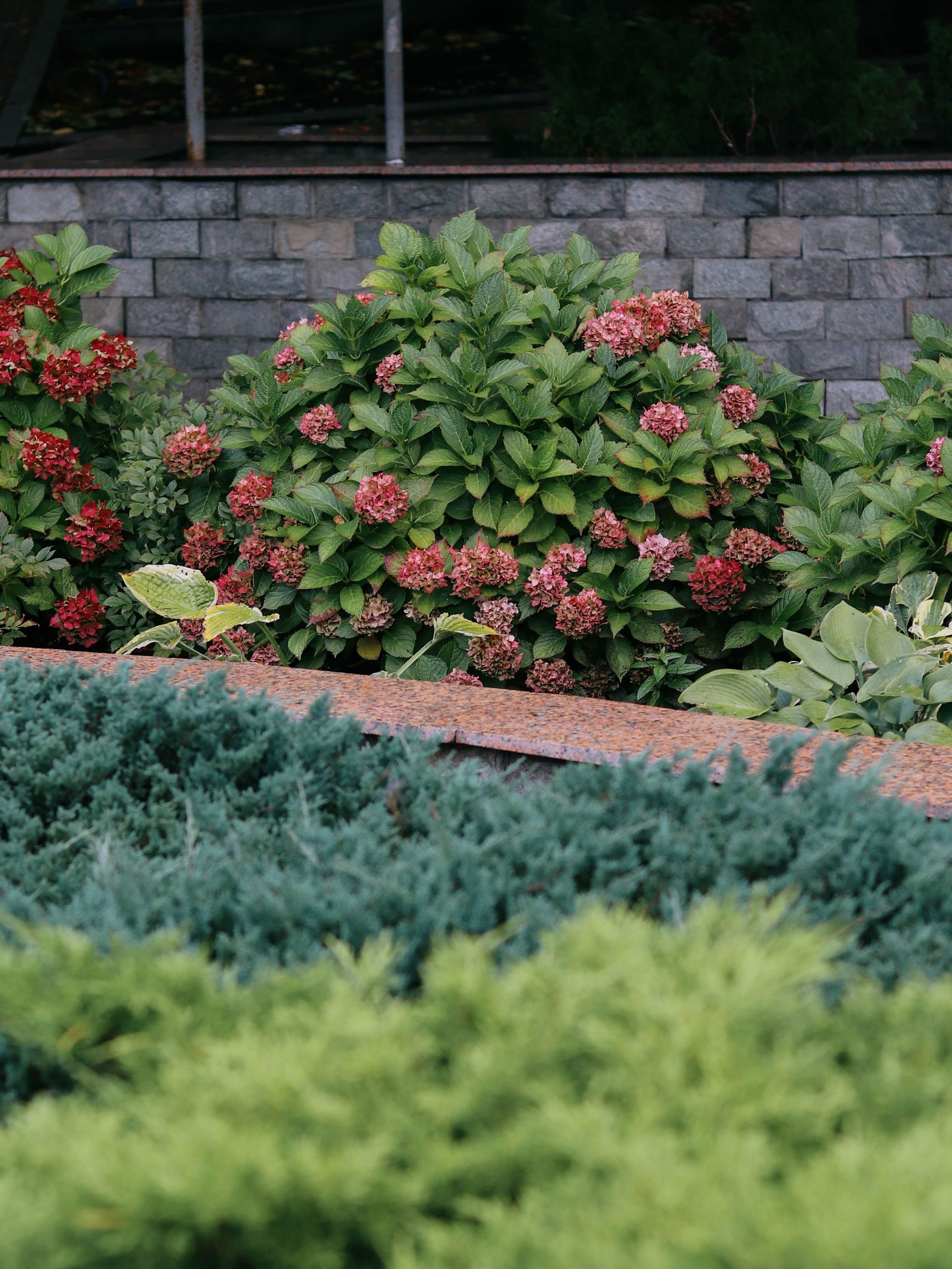 Vibrant garden scene featuring blooming hydrangeas and greenery against a brick wall backdrop.